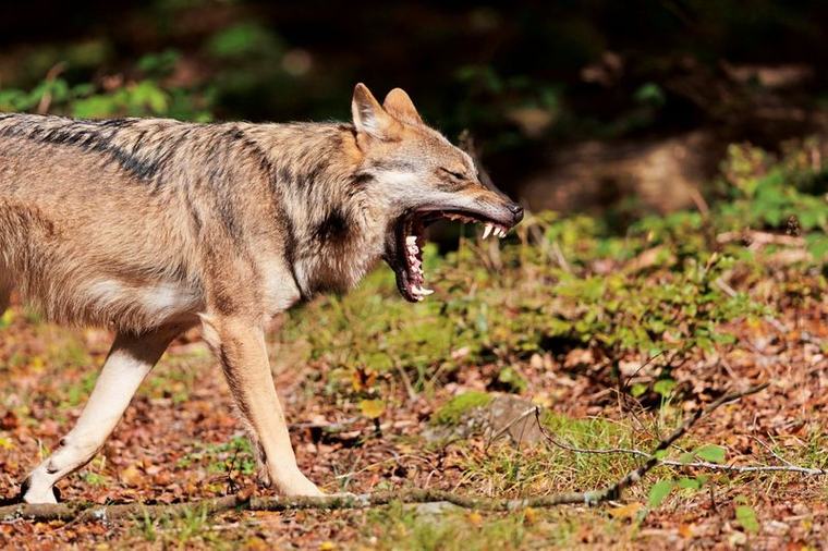Nutztierrisse: Wolf in Tirol ohne Abschussverordnung geschossen