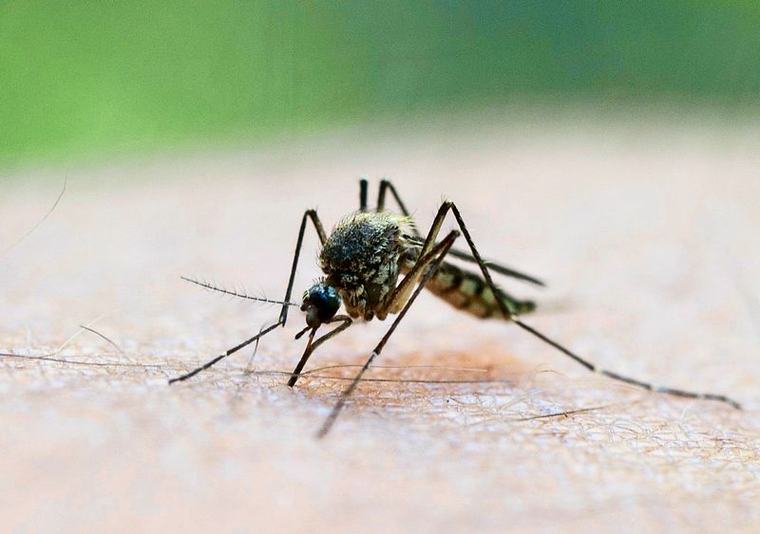 Mehr als 1000 Fälle von West-Nil-Virus in Europa