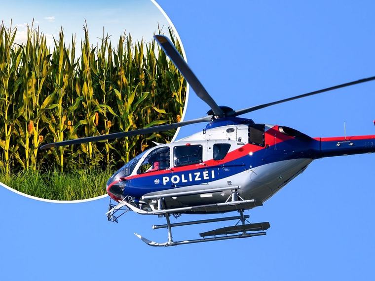 Polizeiflucht in Lustenau endet im Maisfeld