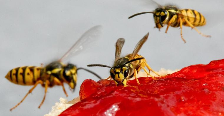 Wespensaison erreicht Höhepunkt: Warum es jetzt besonders gefährlich wird