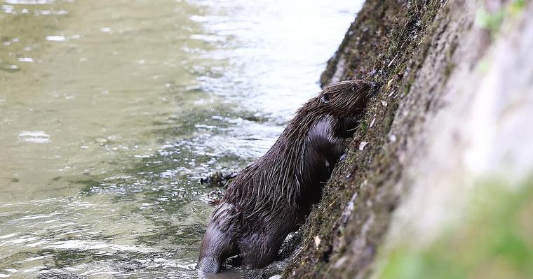 Biber sorgt bei Almabkehr am Almkanal für Aufsehen