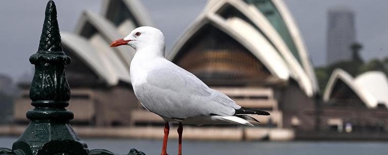 Vogelgrippe bedroht Australiens Tierwelt